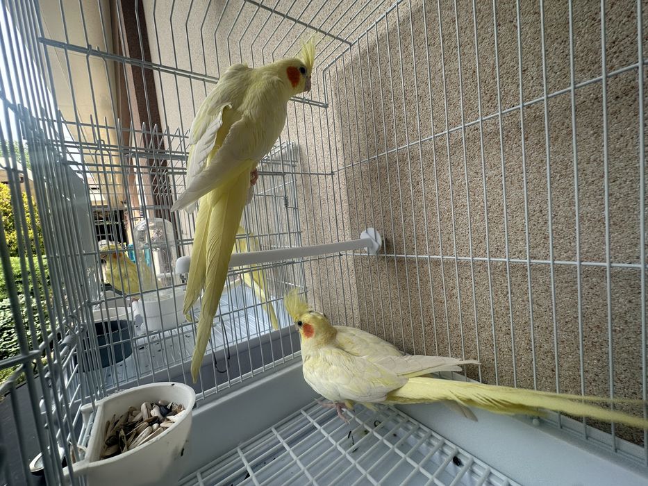 Продаются Кореллы