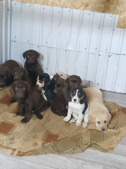 Щенки бигля продаются