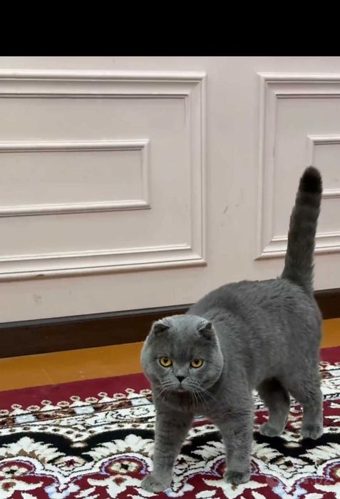 Скоттиш фолд сотилади