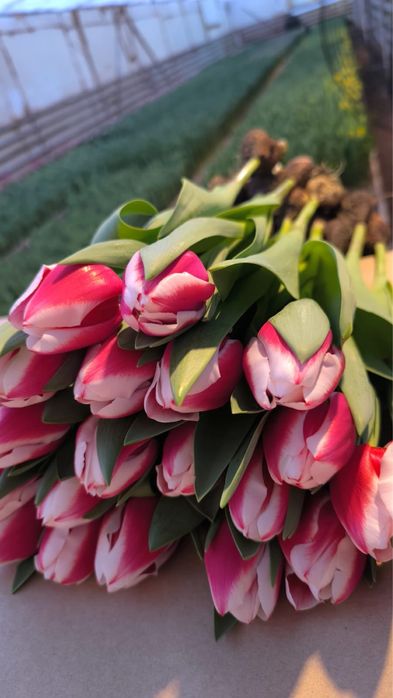 Тюльпаны Опт Предзаказ