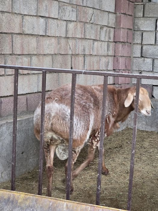 Арашан кошкар сатылады