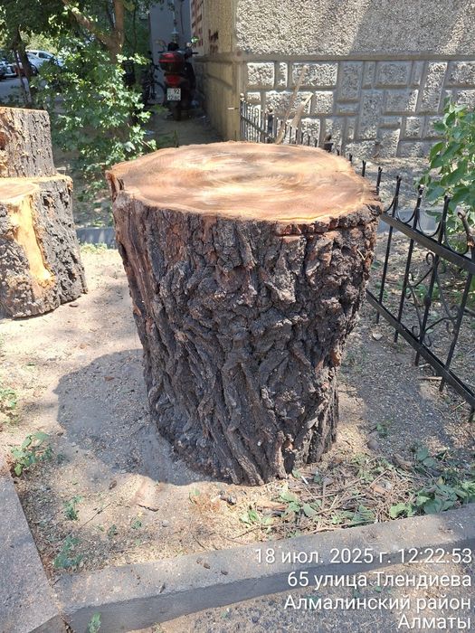 Продам пеньки карагача