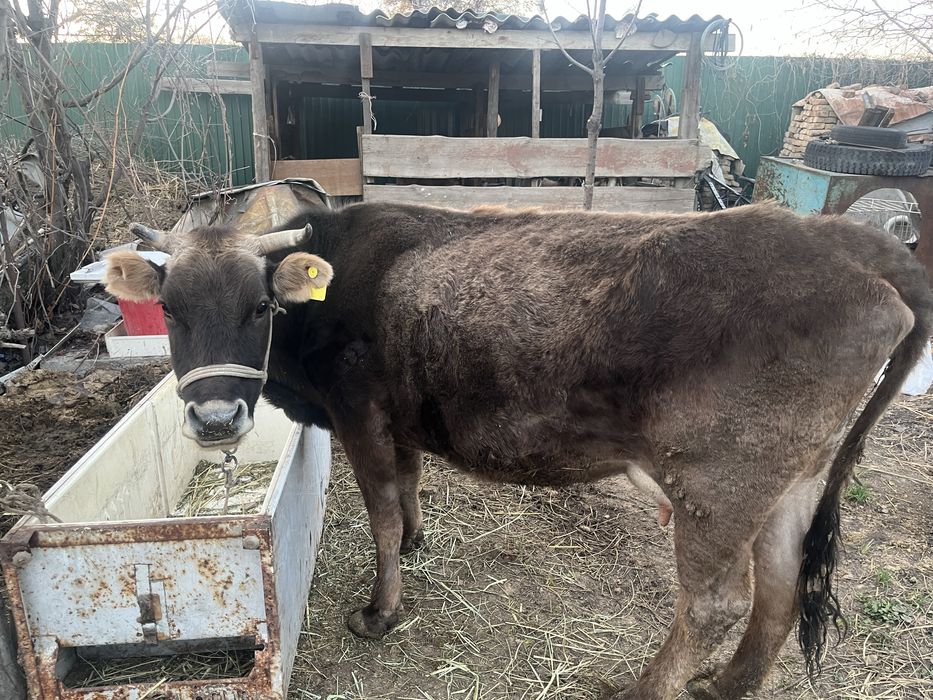 Сиыр бузаумен 4 айлык 3 тума