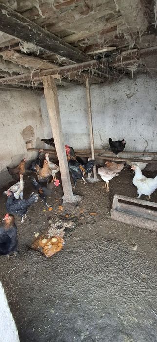 Sog'lom tovuqla sotiladi katta katta