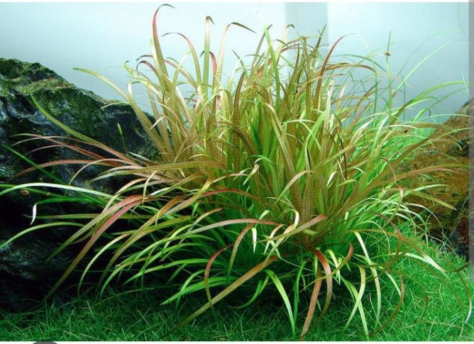 Растения для аквариума