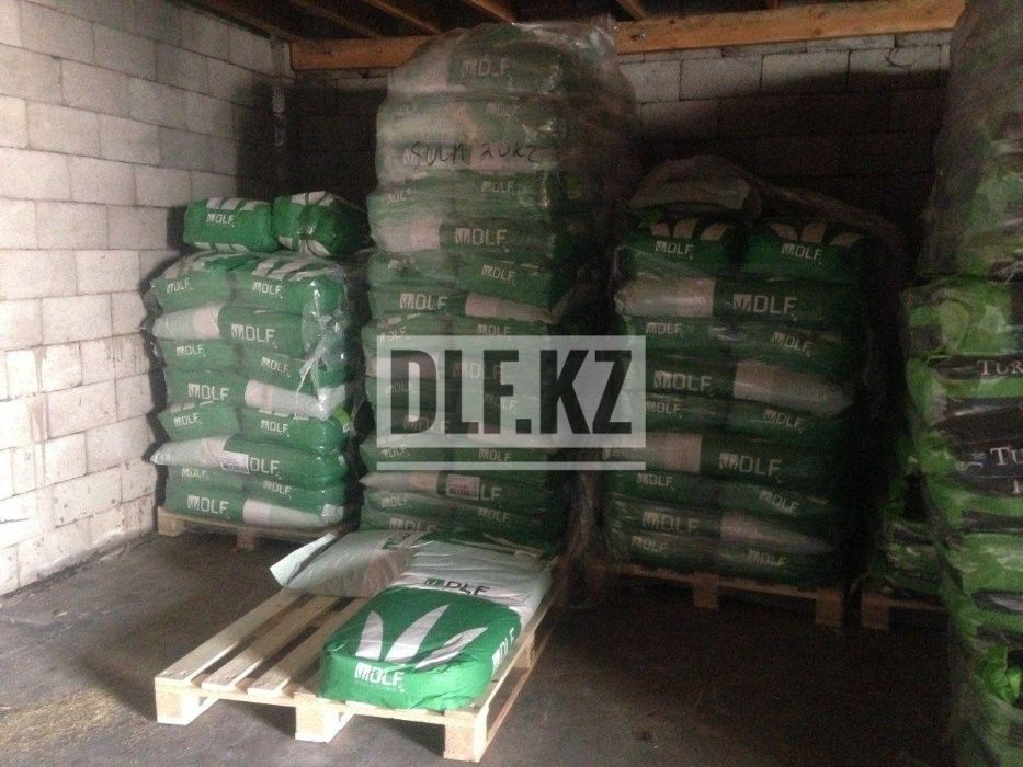 Газон Атырау семена в мешках