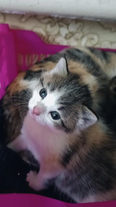 Отдам котят в добрые руки