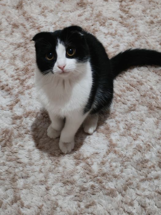 Котёнок Скоттиш фолд