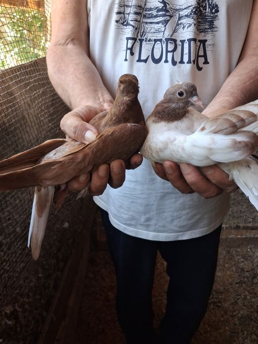 Голуби бакинцы продам