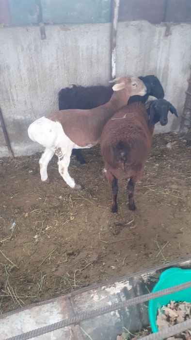 Қой сатылыды семіз