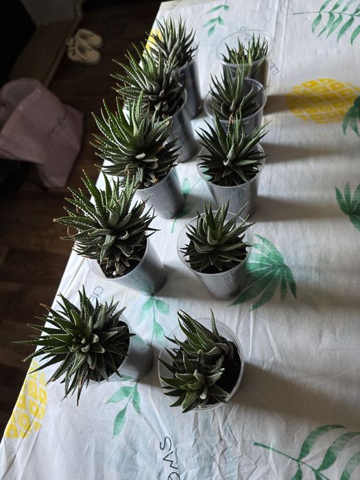 Продам цветочки / Обмен