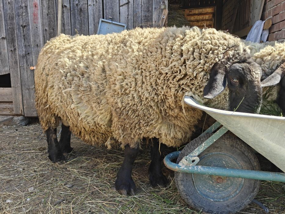 Mieluțe și berbecuți Suffolk