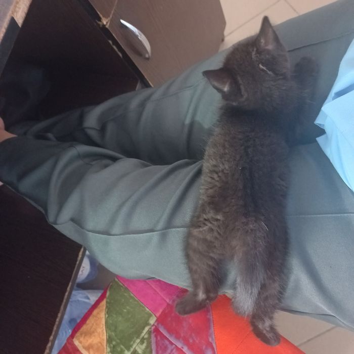 Котёнок в добрые руки