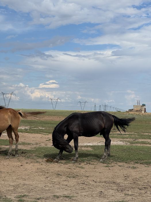 Айғыр сатылады 5 жасар