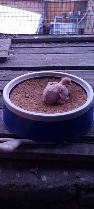 Гнёзда для голубей