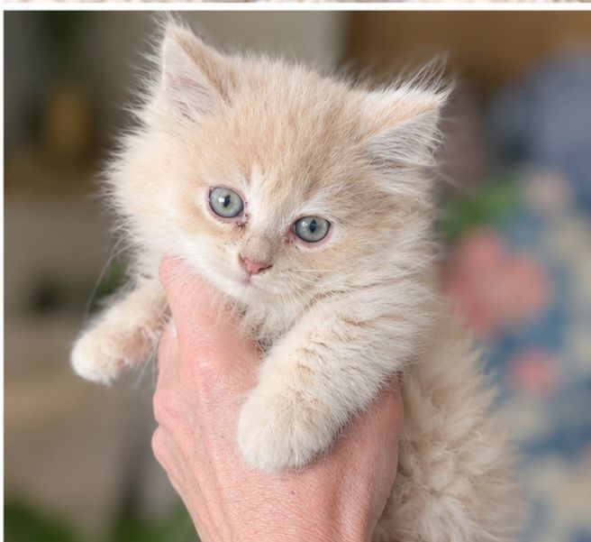 Отдам котят красивые