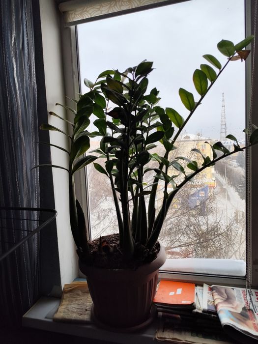 Цветы замиокулькас