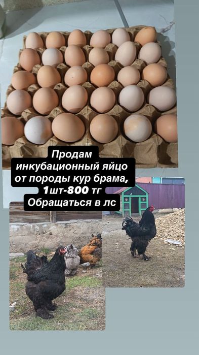 Инкубационный яицо