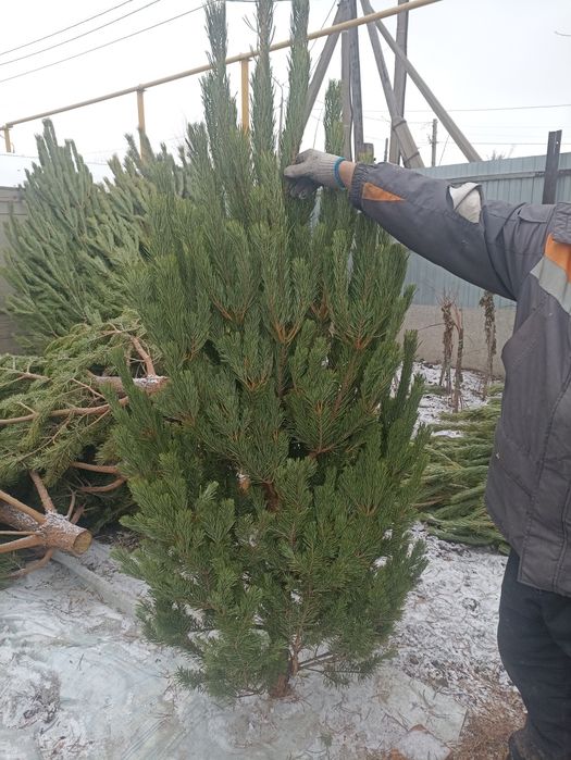 Ёлки Новогодние.