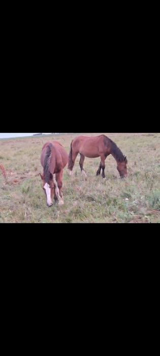 Продам лошадь кобылку