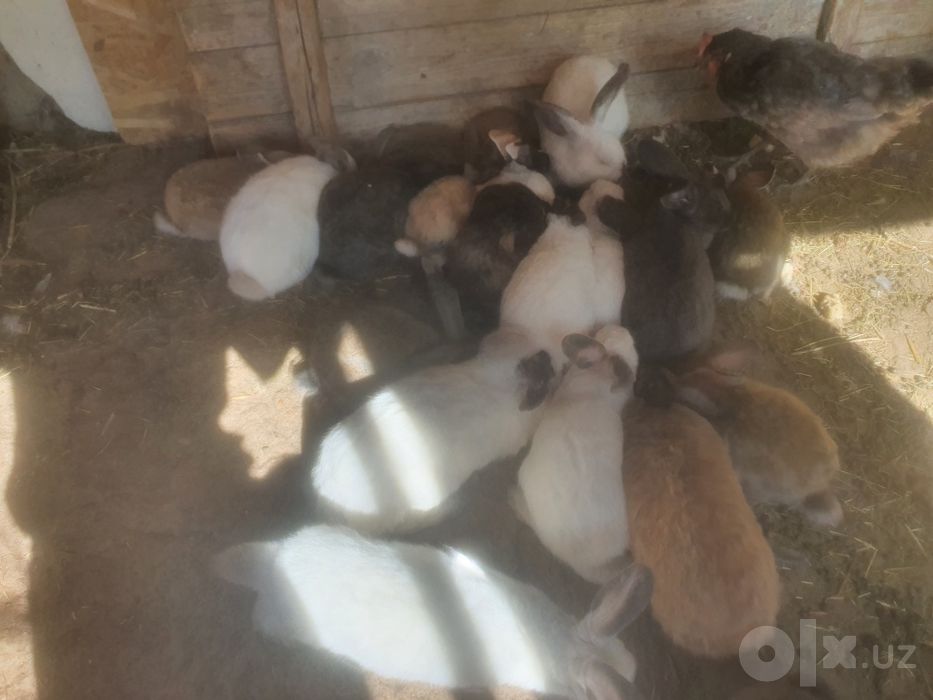 6 ойлика утган куенлар