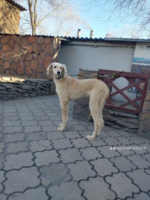 Шашақ құлақ тазы.