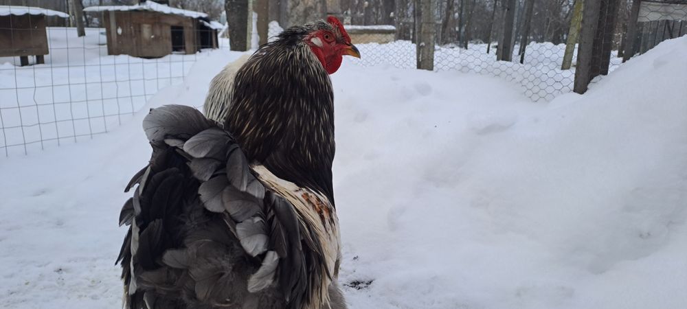 Vând găini brahma dar fac si schimb