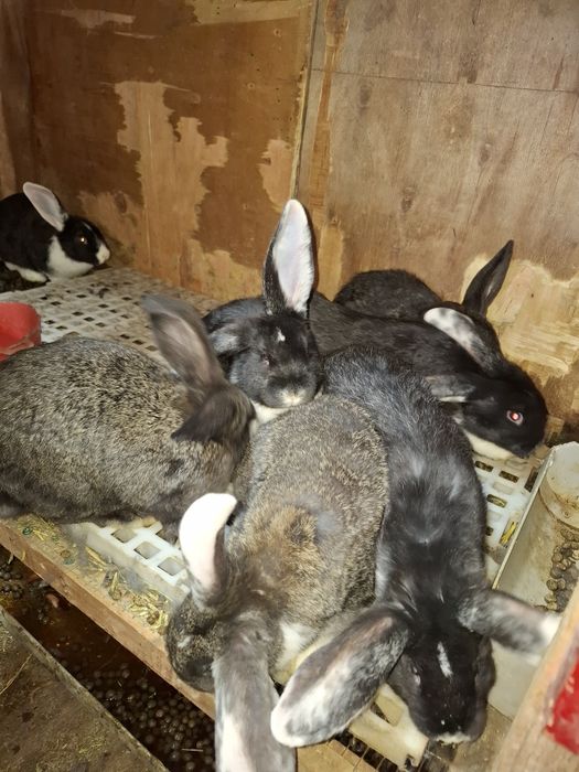 Куёнчалар сотилади