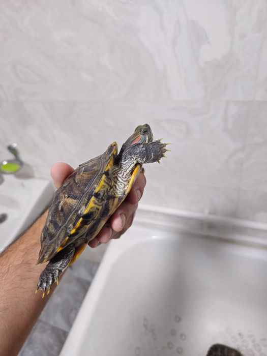 Suv toshbaqasi qizil quloq sotiladi 2 dona  500.000mingdan donasi