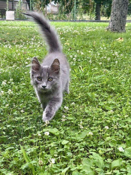 Maine coon Мейн Кун
