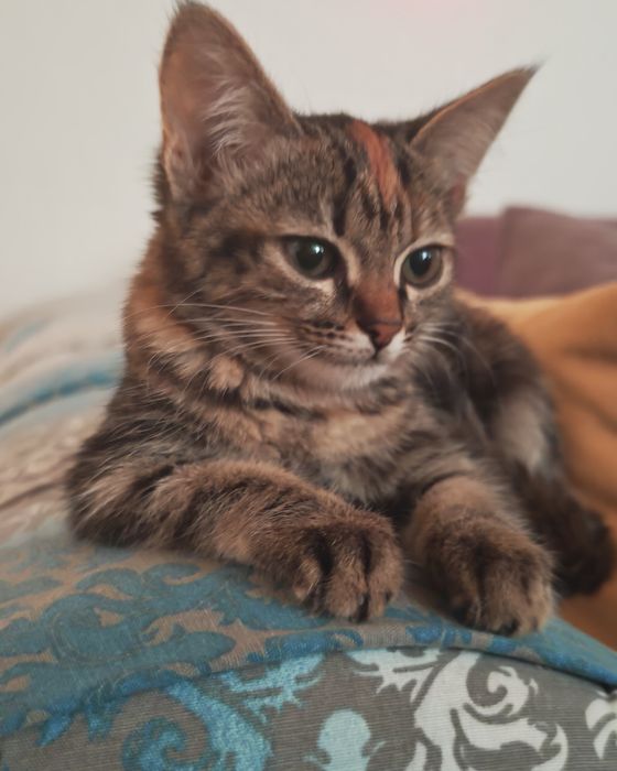 Отдаем котенка девочку в добрые руки