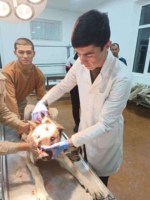 Veterinariya xizmati 24/7