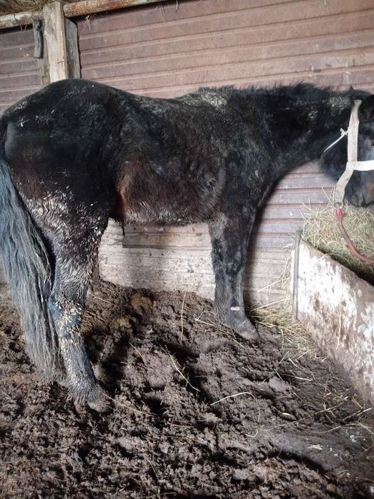 Еркек бордақы малдар