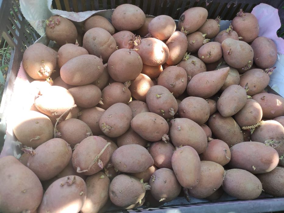 Семенной картофель