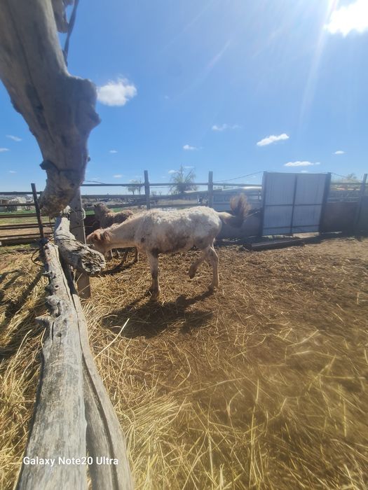 Тай сатылады күйлері  жақсы