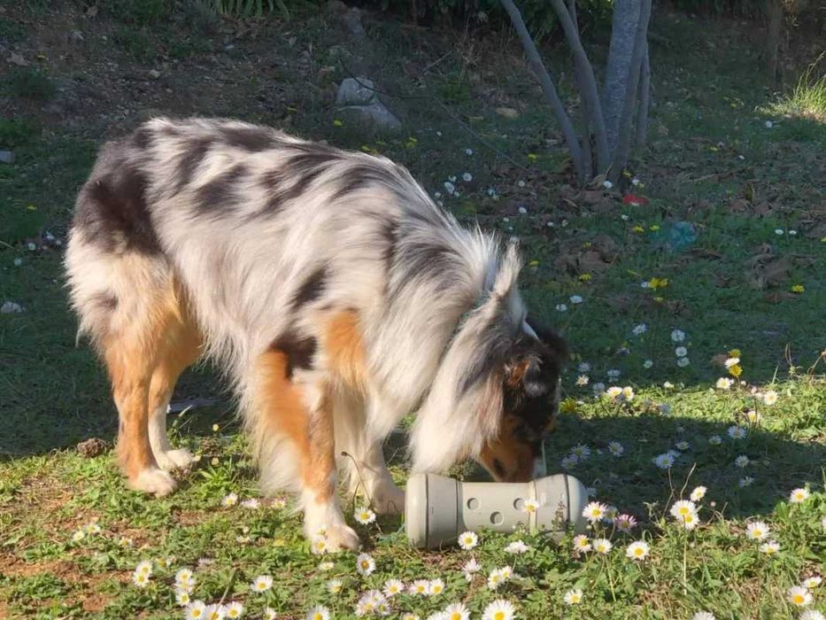 Dozator lent hrana pentru animale de companie, Pipolino L, 1 kg, gri