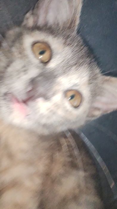 котята даром девочки трех цветные