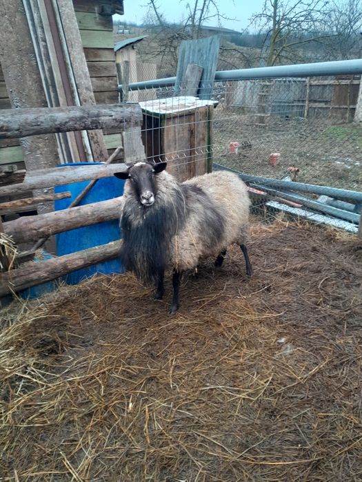 Vând berbeci romanov