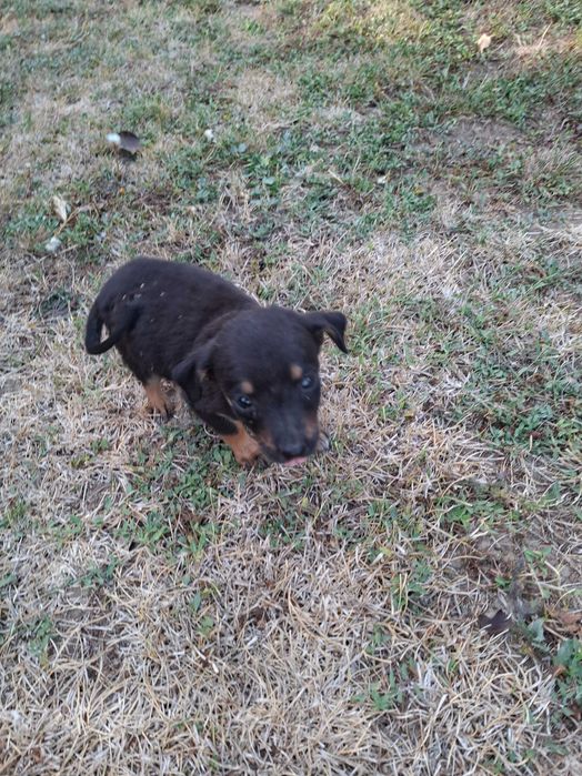 Малки кучета за осиновяванеAdopt a puppy!!