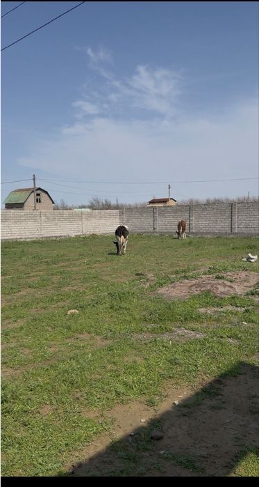 Toy tepa yer uchaska sotladi