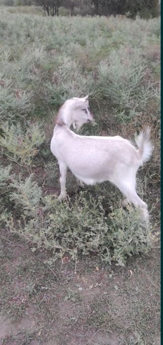 Ешкі қашырғанға Нуб, Алпі текелері