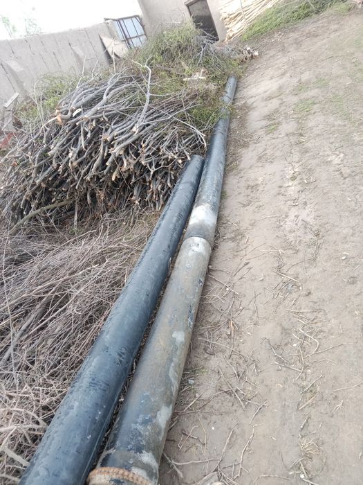 Begovot sobgʻoʻz da bu