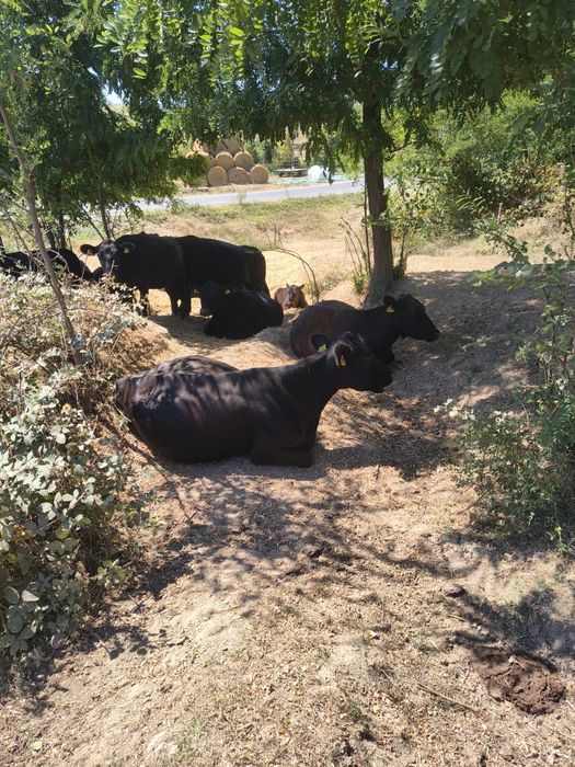 Vand 10 vaci angus ,8 sunt cu vitei