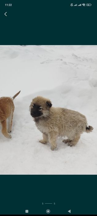 Отдам щенка в добрые руки