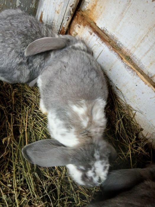 Vând masculi Berbec German!