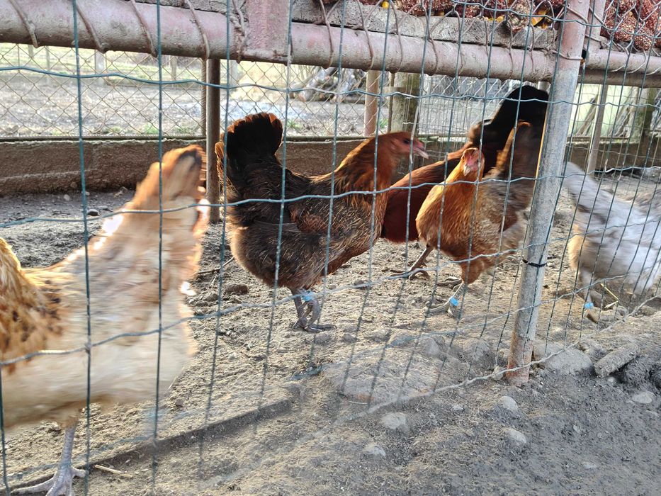 Ouă pentru incubat de Ameraucana