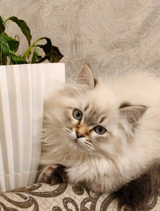 2 та “Невская маскарадная” мушукчалар сотилади