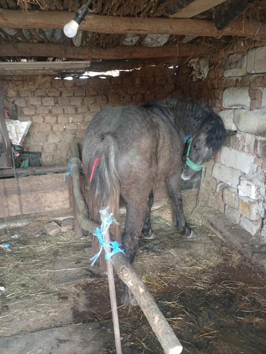 Vand manz din rasa buna