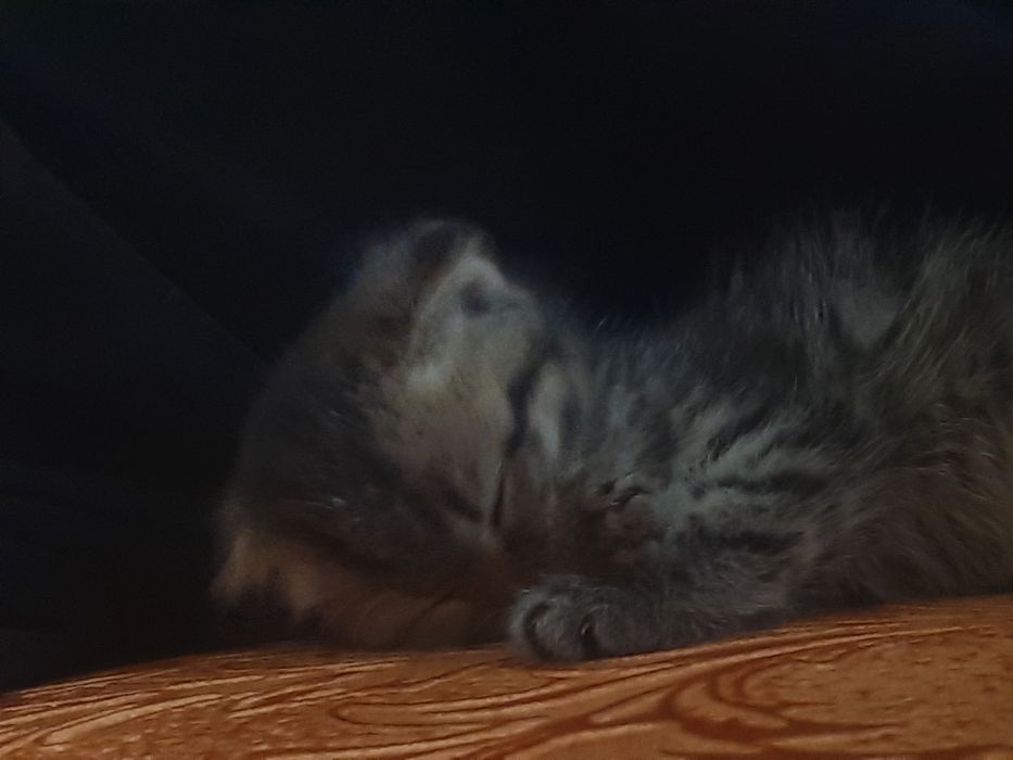 Продам котёнка девочку 15к