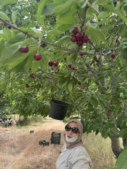 Tayyor 25 gektar bog sotiladi